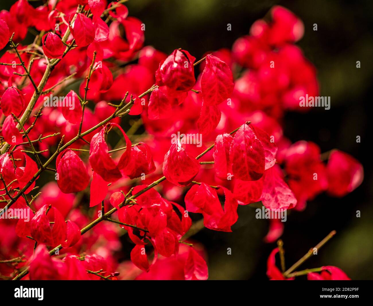 Rote Blätter von Euonymus alatus im Herbst. Stockfoto