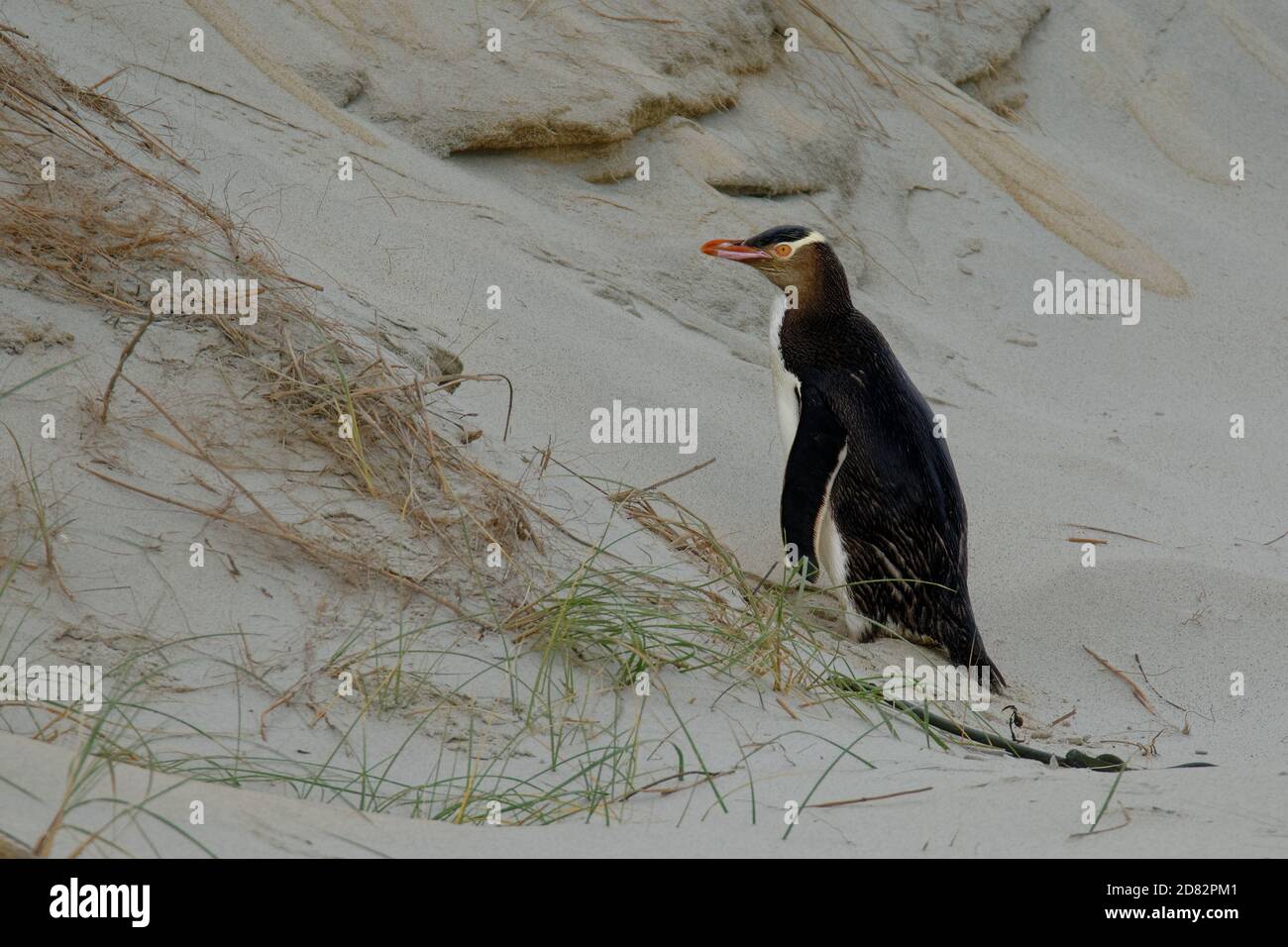 Yellow-eyed Pinguin - hoiho - Megadyptes antipodes, Rassen entlang der Ost- und süd-östlichen Küste der Südinsel von Neuseeland, Stewart Stockfoto