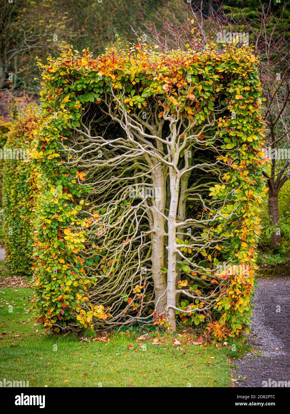 Exponierte Äste und Stämme der Buchenhecke. Stockfoto