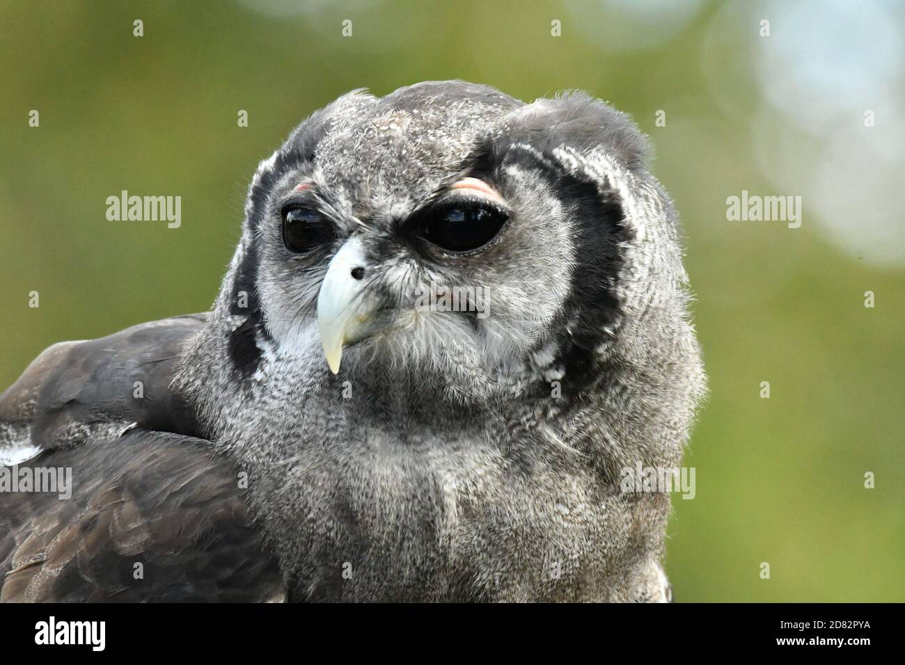 Milchadler Eule Porträt Stockfoto