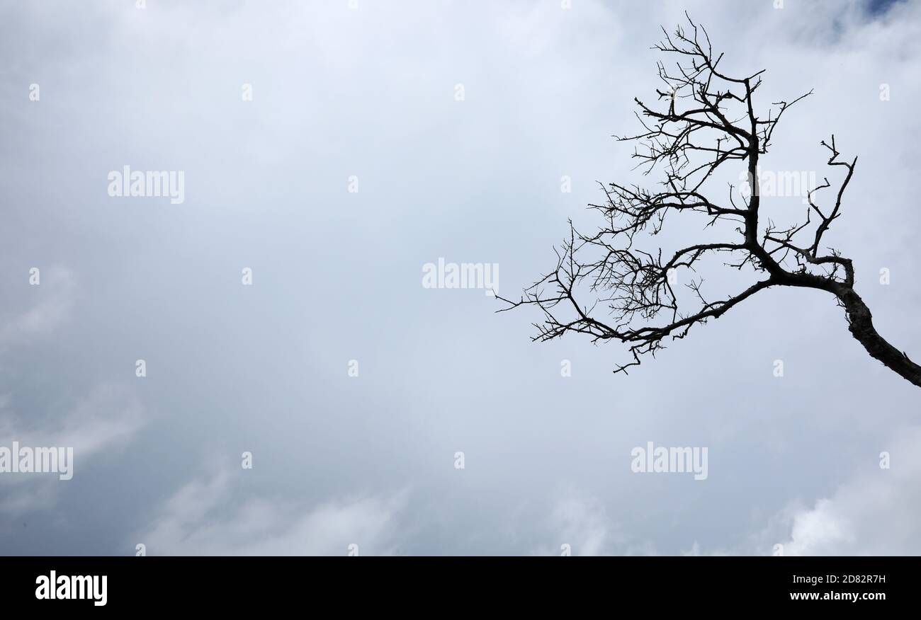 Ein zerlumpter alter, toter, karger Baumstumpf und Äste, die sich in einen düsteren, ominösen Himmel mit blauem Himmel hinaufragen. Wolken und gruselige Silhouette eines Tre Stockfoto