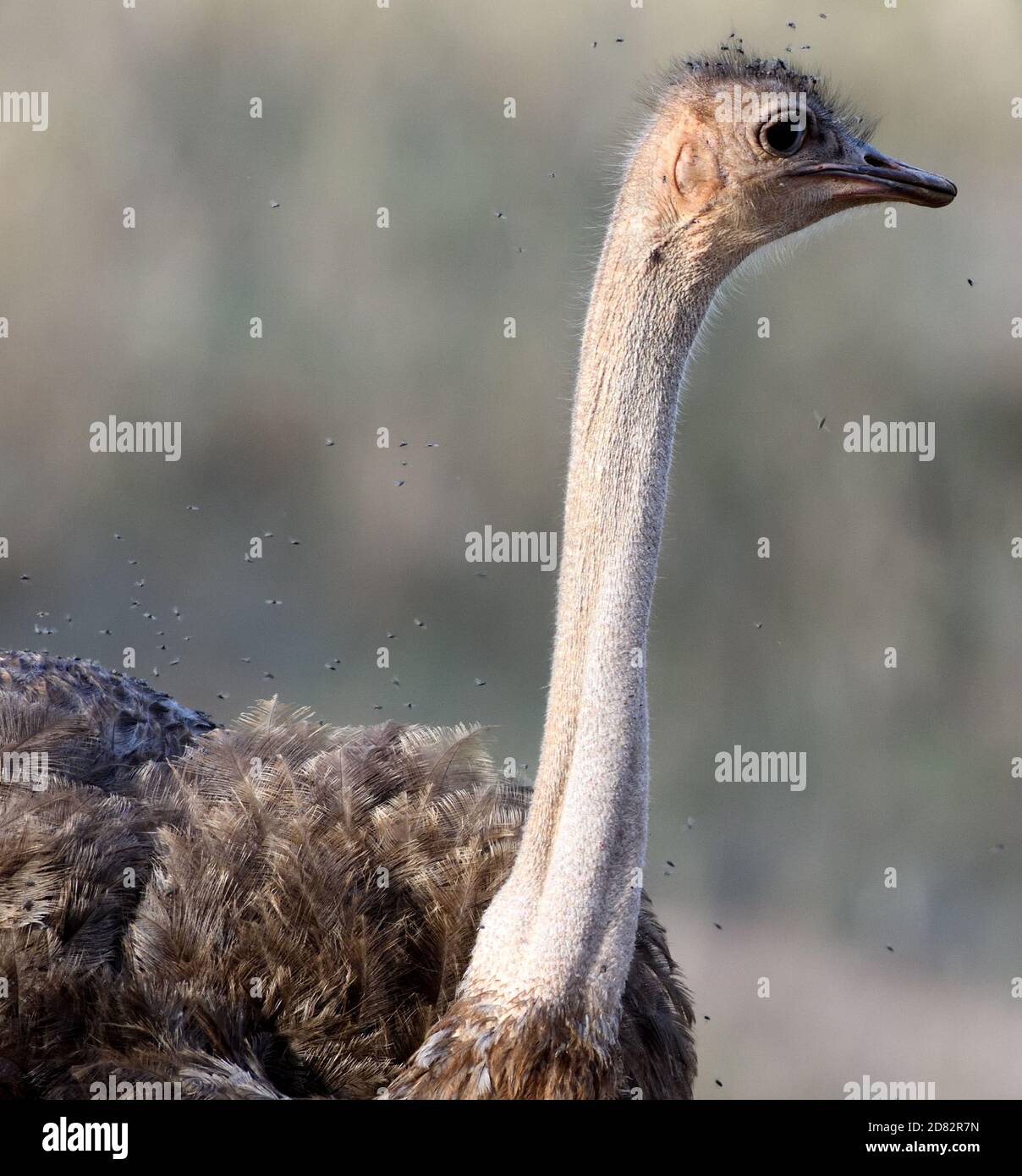 Eine weibliche gemeinsame Strauß (Struthio camelus) ist von Fliegen umgeben, wie Sie oben Fussel ihre Federn. Tarangire Nationalpark, Tansania. Stockfoto