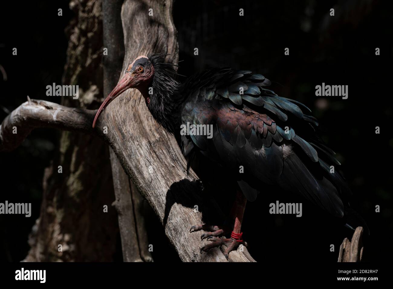 Seltene Nordkahlmeis in einem Zoo zur Erhaltung Die Art Stockfoto