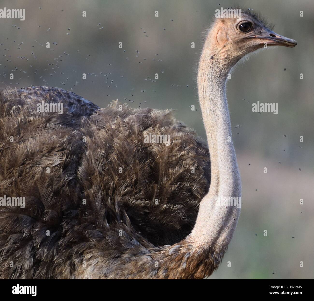 Eine weibliche gemeinsame Strauß (Struthio camelus) ist von Fliegen umgeben, wie Sie oben Fussel ihre Federn. Tarangire Nationalpark, Tansania. Stockfoto