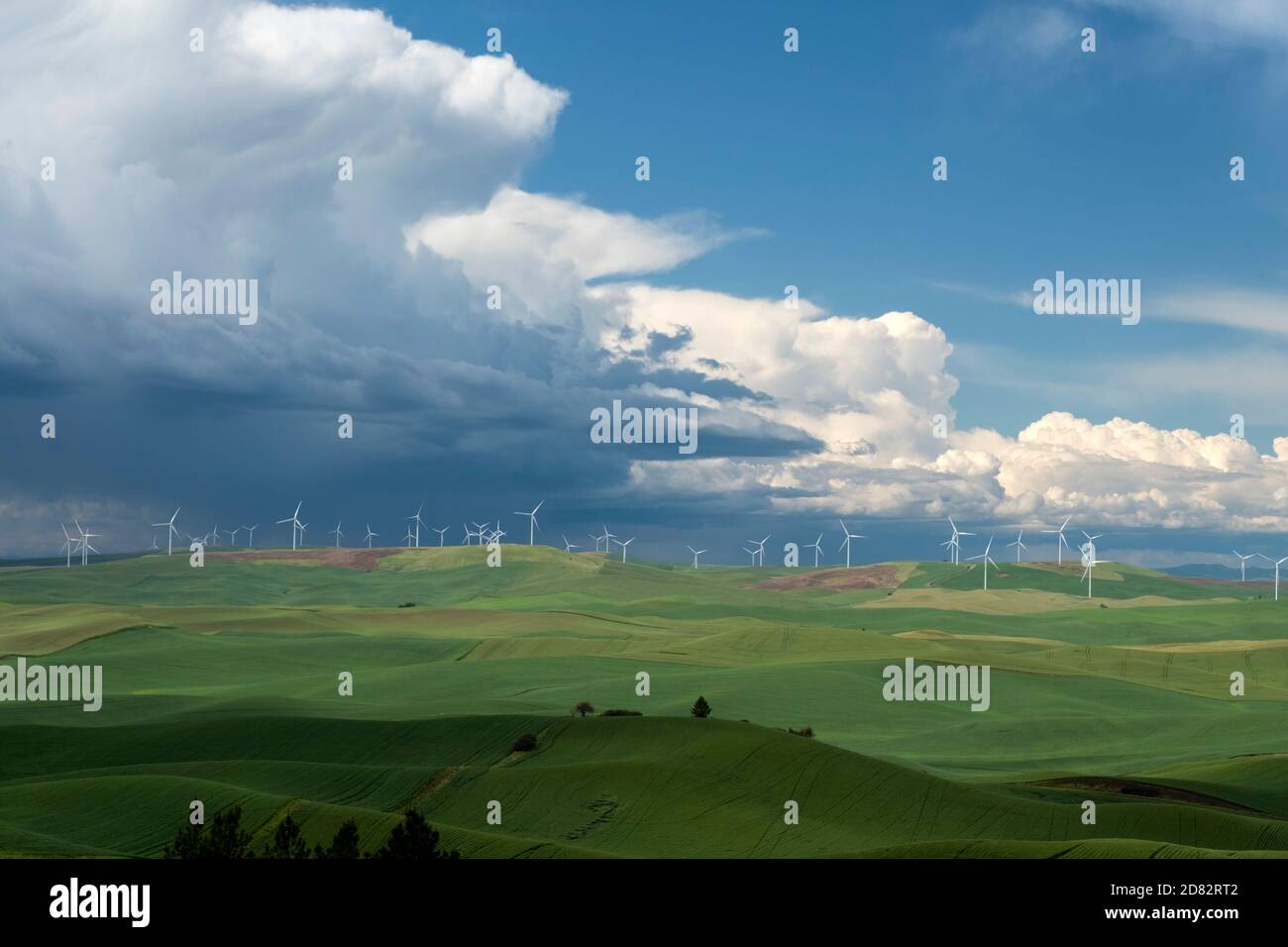 Windenergie in den grünen Hügeln des Weizenlandes des Staates Washington, dem Palouse, als sich ein Gewitter nähert Stockfoto