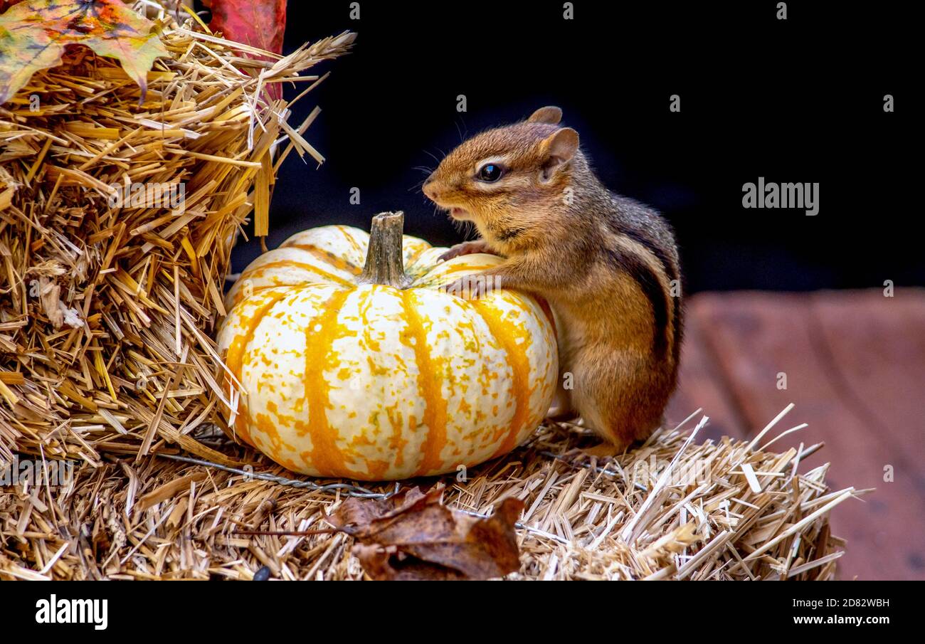 Gestreifter Streifenhörnchen lehnt sich an einen winzigen Kürbis auf einem Ballen Strohhalm Stockfoto