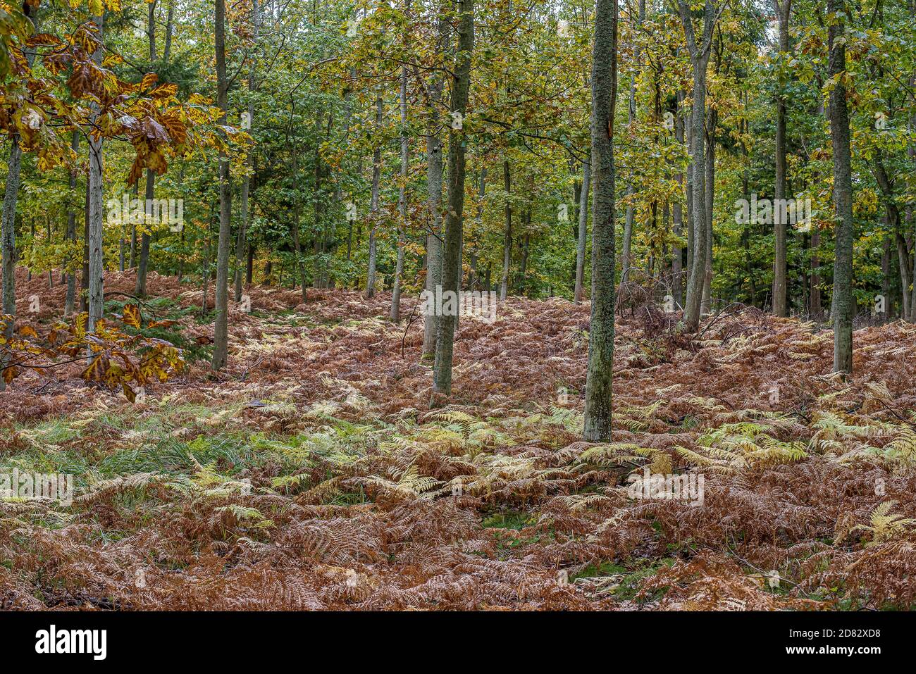 Bracken Pflanzen in Herbstfarben auf dem Boden unter Eichen, Jaegerspris, Dänemark, Oktober 2020 Stockfoto