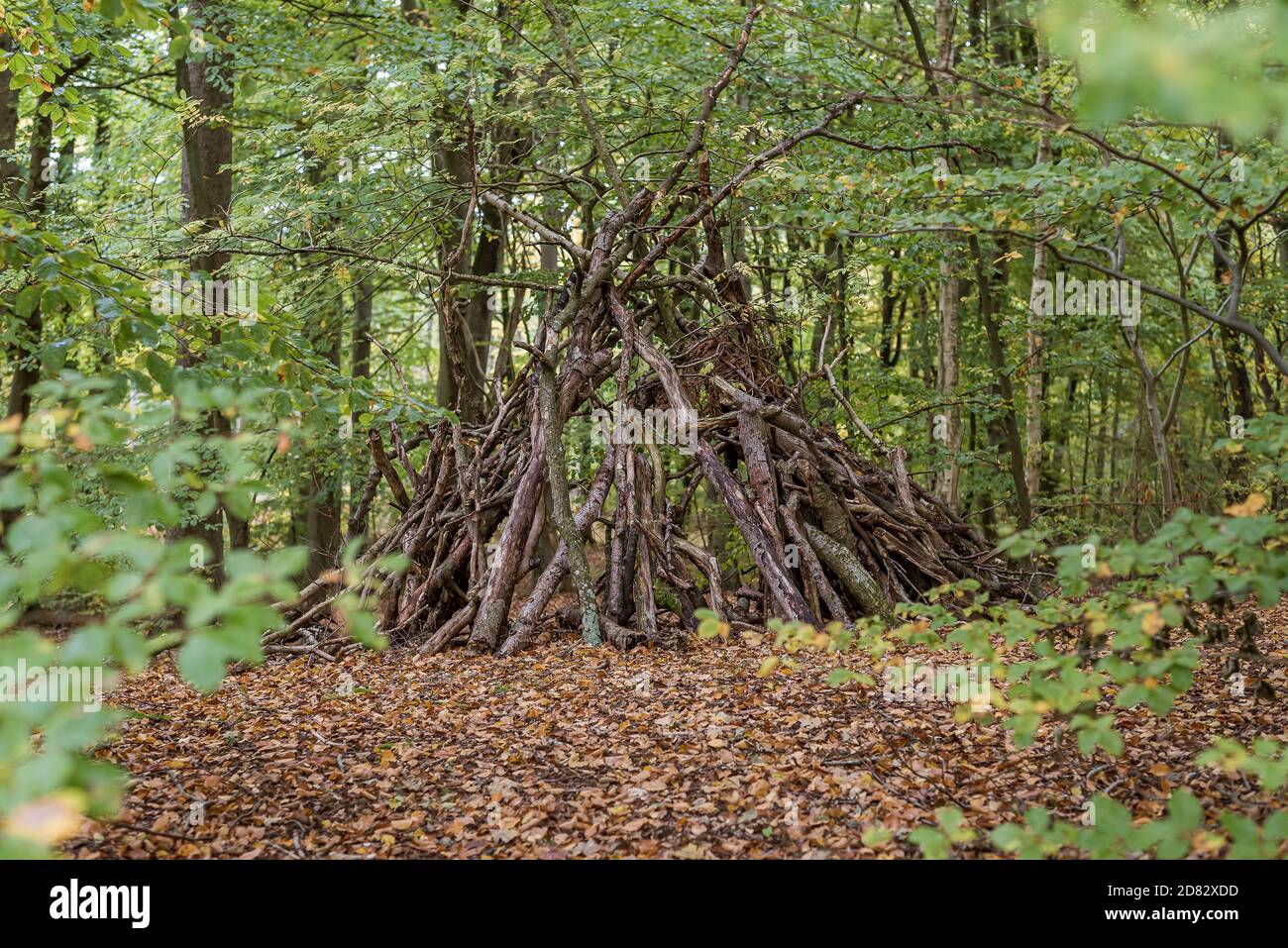 Hütte aus Ästen in einem grünen Buchenwald und trockenen Blättern auf dem Boden, Jaegerspris, Dänemark, 23. Oktober 2020 Stockfoto