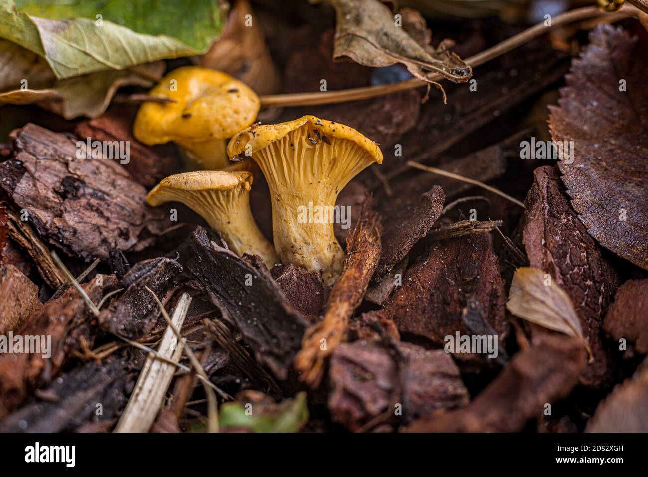 Pfifferlinge, die auf einem braunen Boden wachsen, bedeckt mit Blättern und Rindenstücken, Dänemark, 25. Oktober 2020 Stockfoto