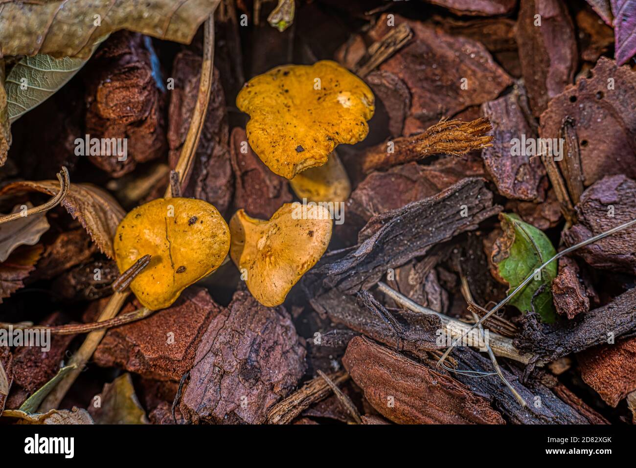 Pfifferlinge, die auf einem braunen Boden wachsen, bedeckt mit Blättern und Rindenstücken, Dänemark, 25. Oktober 2020 Stockfoto