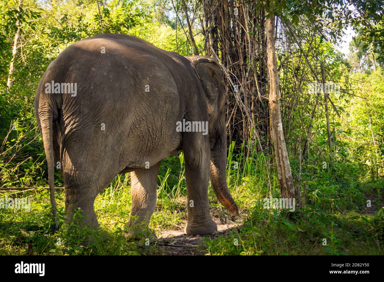 Elefantenspaziergängen im Wildheitswald Stockfoto
