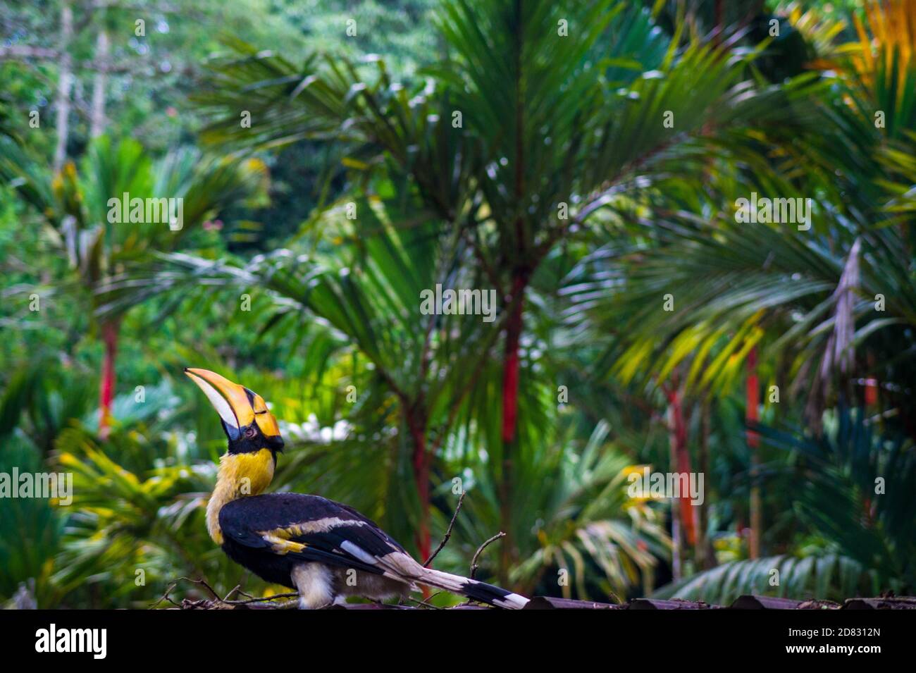 Im Dschungel Toucan Stockfoto