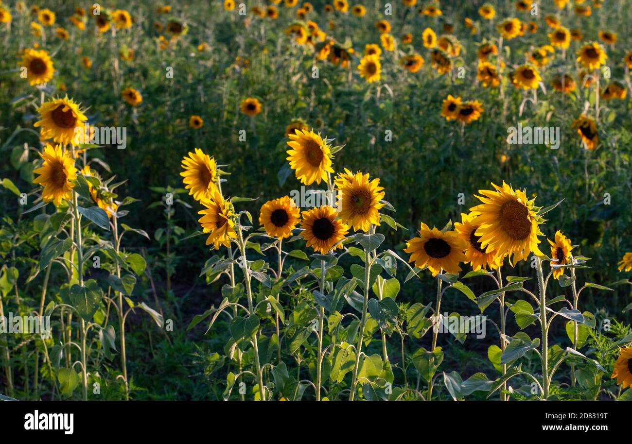 Sonnenblumenfeld wendet sich in Michigan der untergehenden Sonne zu USA Stockfoto