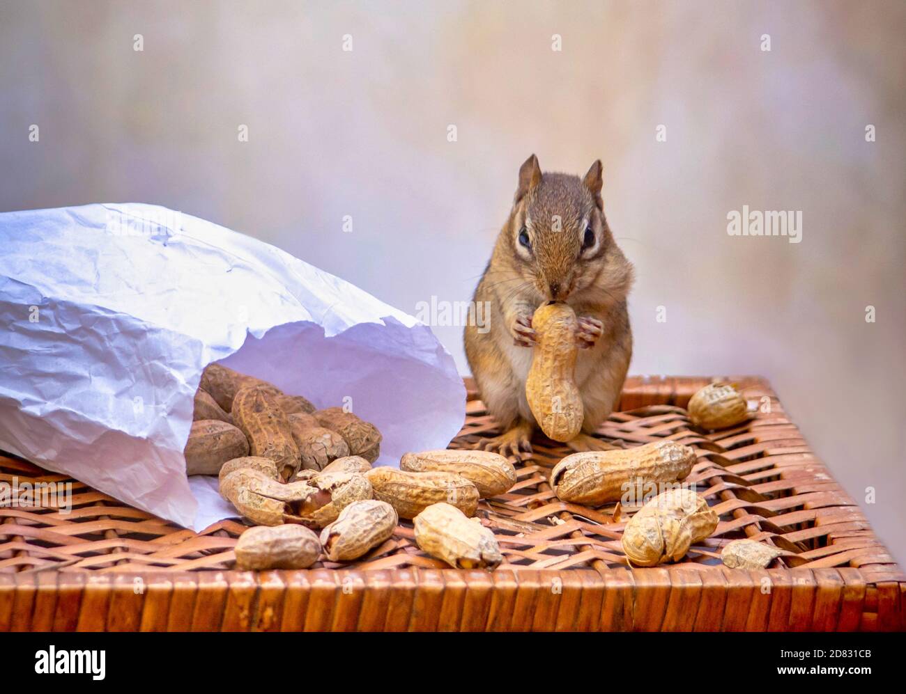 Cute Chipmunk Posen mit einer Tüte Erdnüsse in der Schale auf einem Korbtisch Stockfoto