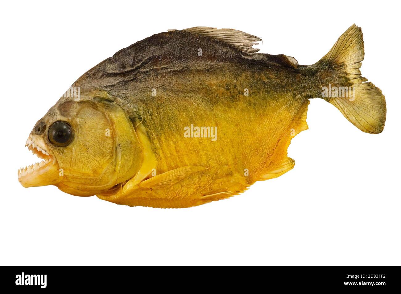 Nahaufnahme von Piranha (Pygocentrus nattereri), Fleischfresser aus Südamerika, isoliert auf weißem Hintergrund, Brasilien Stockfoto