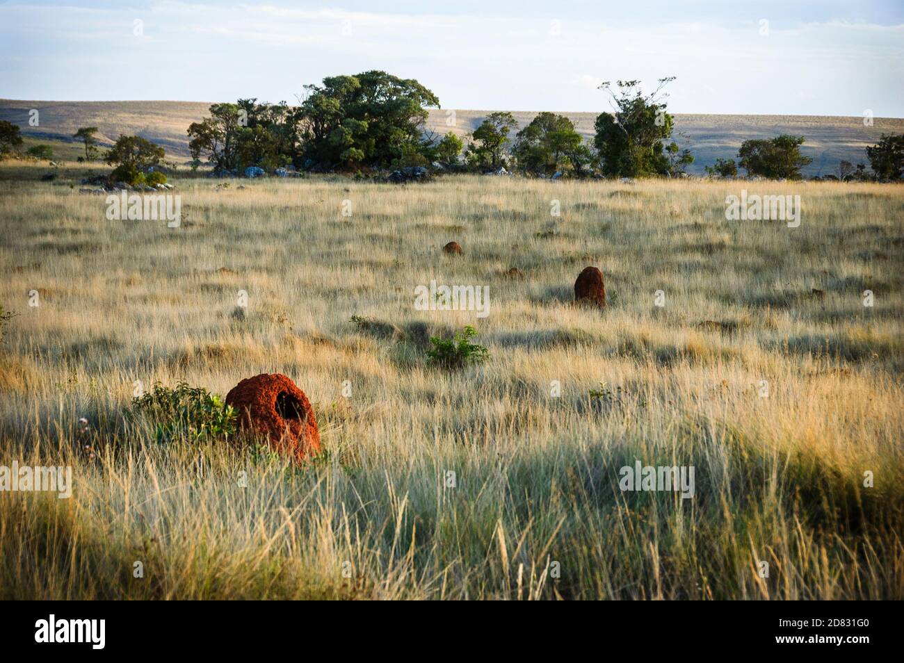 Brasilianische Cerrado Savanne Landschaft und Vegetation, Cerrado Grünland, Termitenhügel, Serra da Canastra, Minas Gerais, Brasilien Stockfoto