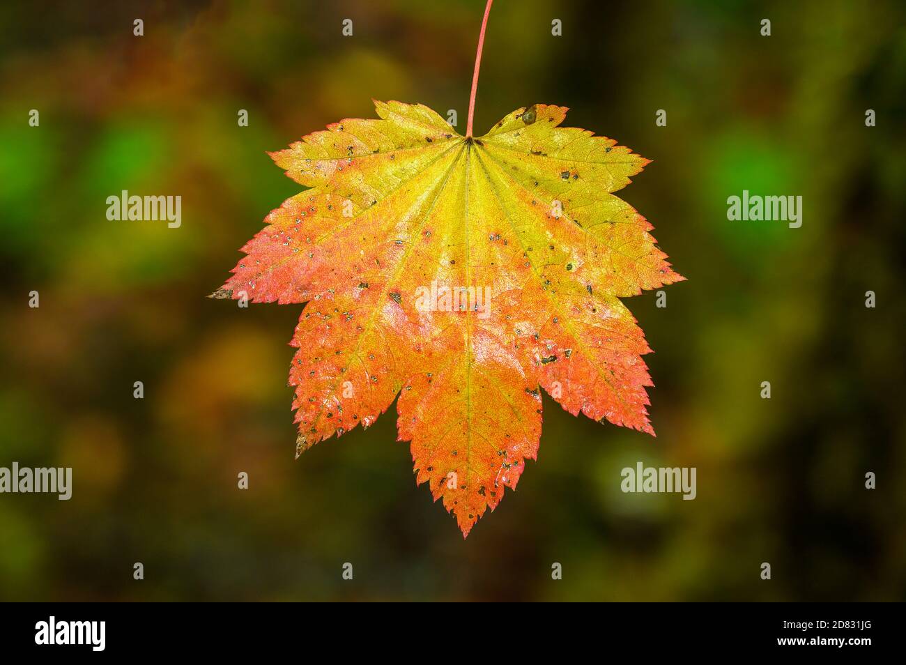 Rebe Ahornblatt in Herbstfarbe; North Fork Middle Fork Willamette River Trail, Cascade Mountains, Oregon. Stockfoto