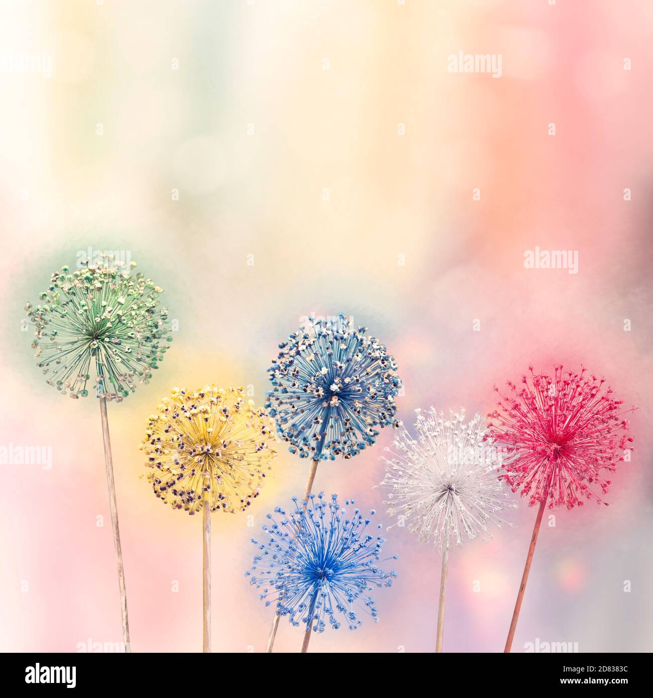 Trockene Blumen der wilden Zwiebeln, die in verschiedenen Farben gemalt sind Stockfoto