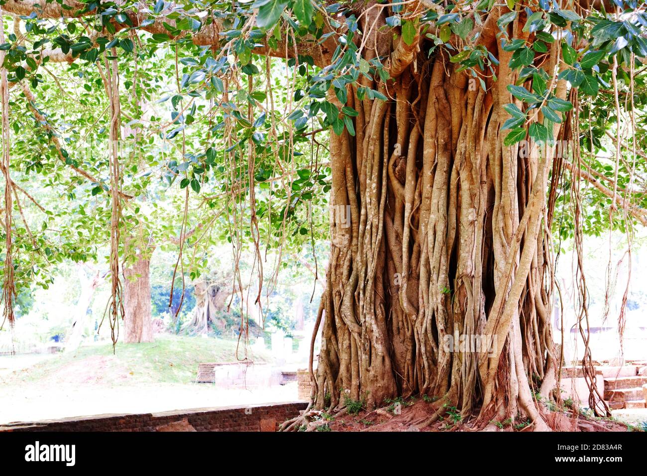 Ein Nuga-Baum voller Weinreben Stockfoto