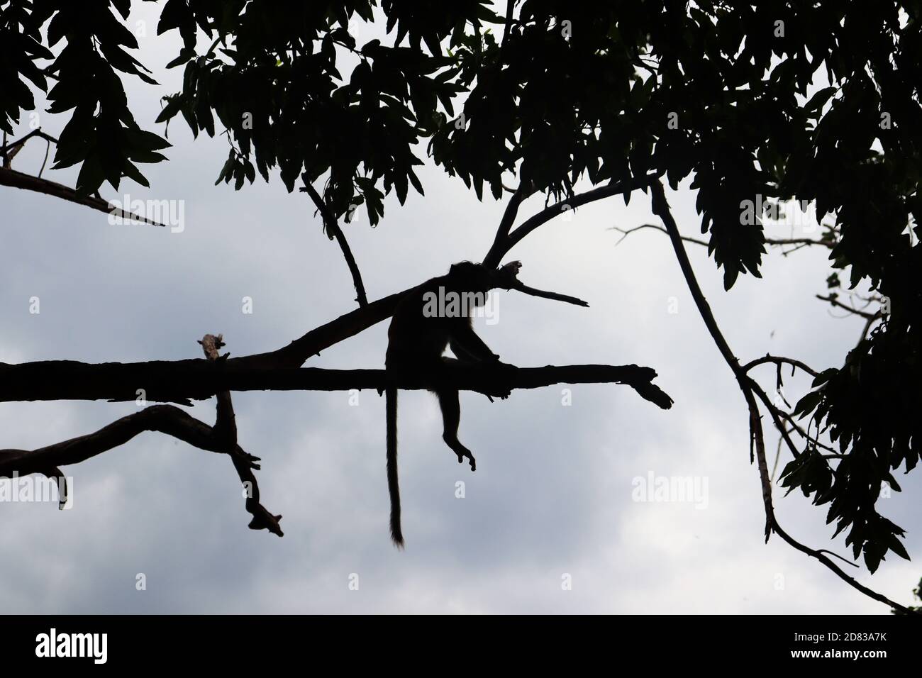 Affe hängt am Baum Stockfoto