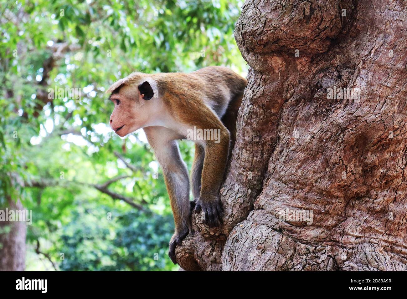 Ein asiatischer Affe, der nach Nahrung sucht Stockfoto
