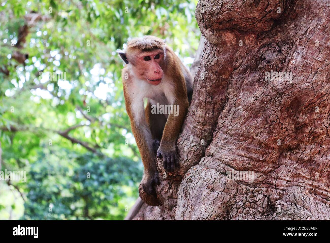 Ein asiatischer Affe, der nach Nahrung sucht Stockfoto