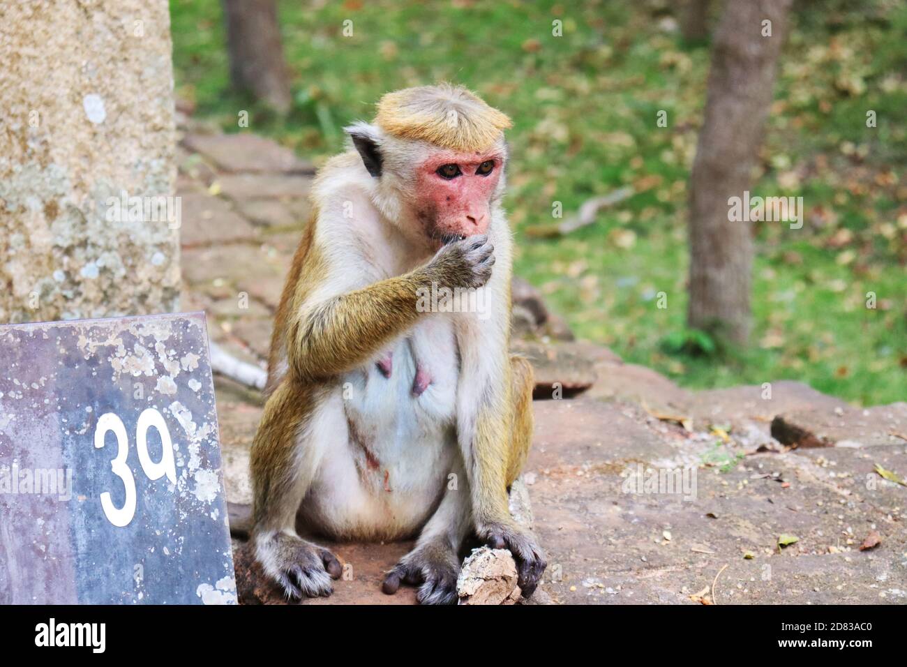 Die alte Affe denkt über Nahrung nach Stockfoto