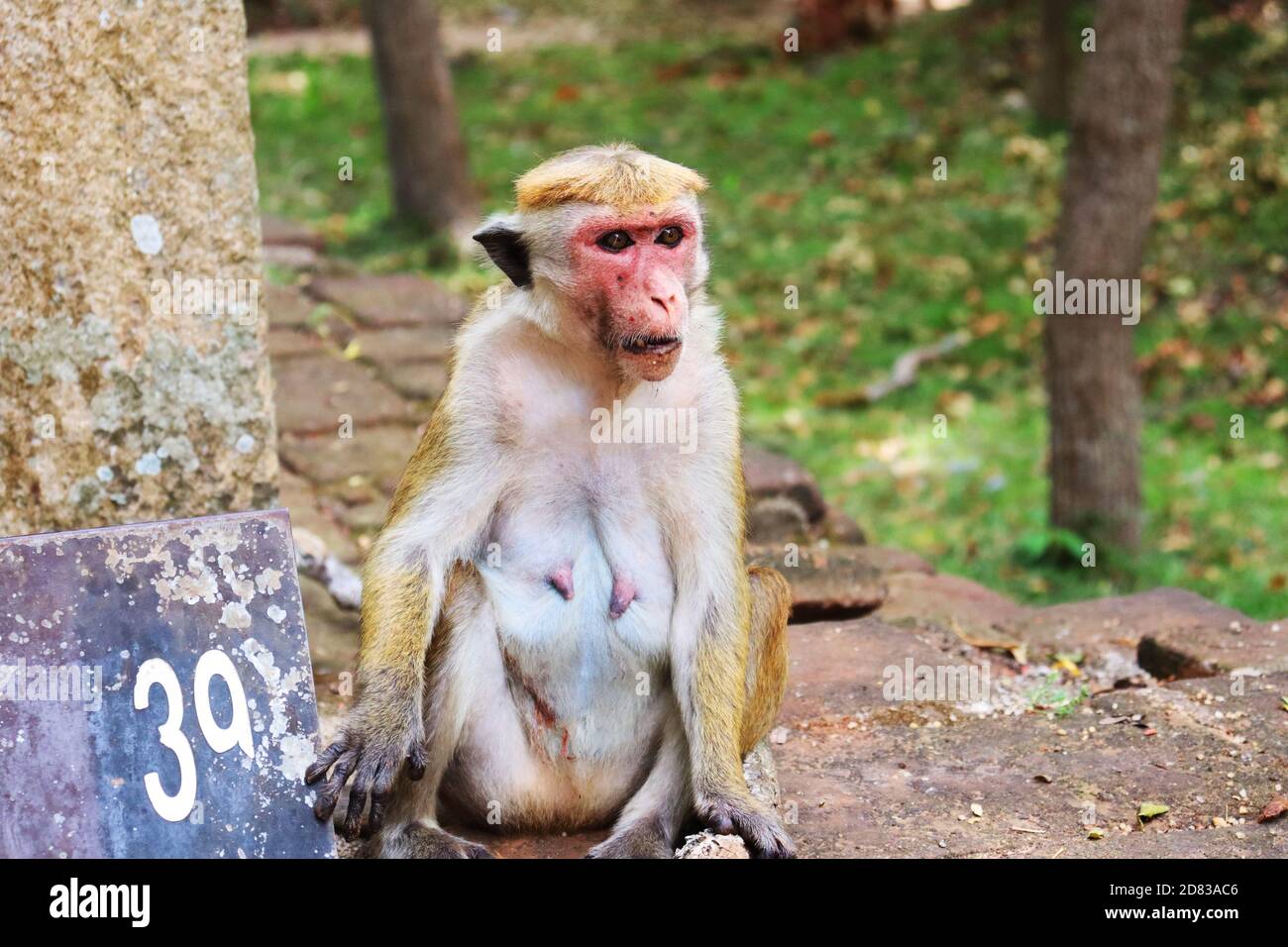 Eine alte Affe, die über Nahrung nachdenkt Stockfoto