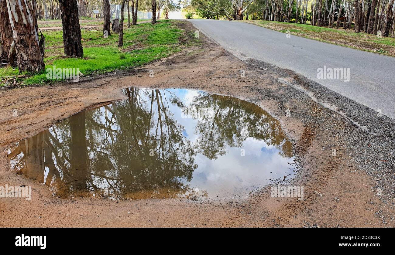 Pfütze, Die Die Gum-Bäume Neben Der Straße Reflektiert Stockfoto