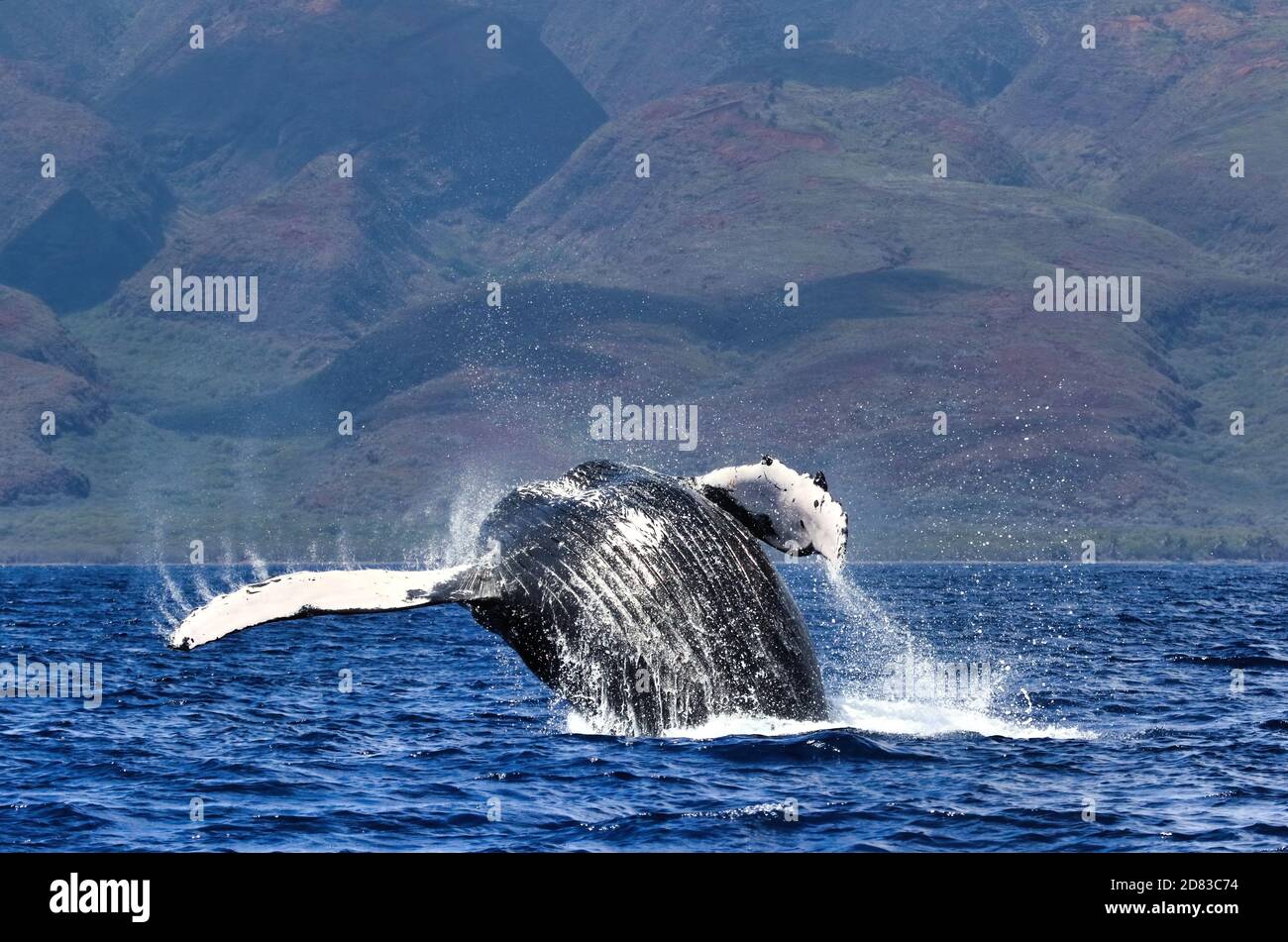 Akrobatische Bresche durch einen großen Buckelwal auf Maui. Stockfoto