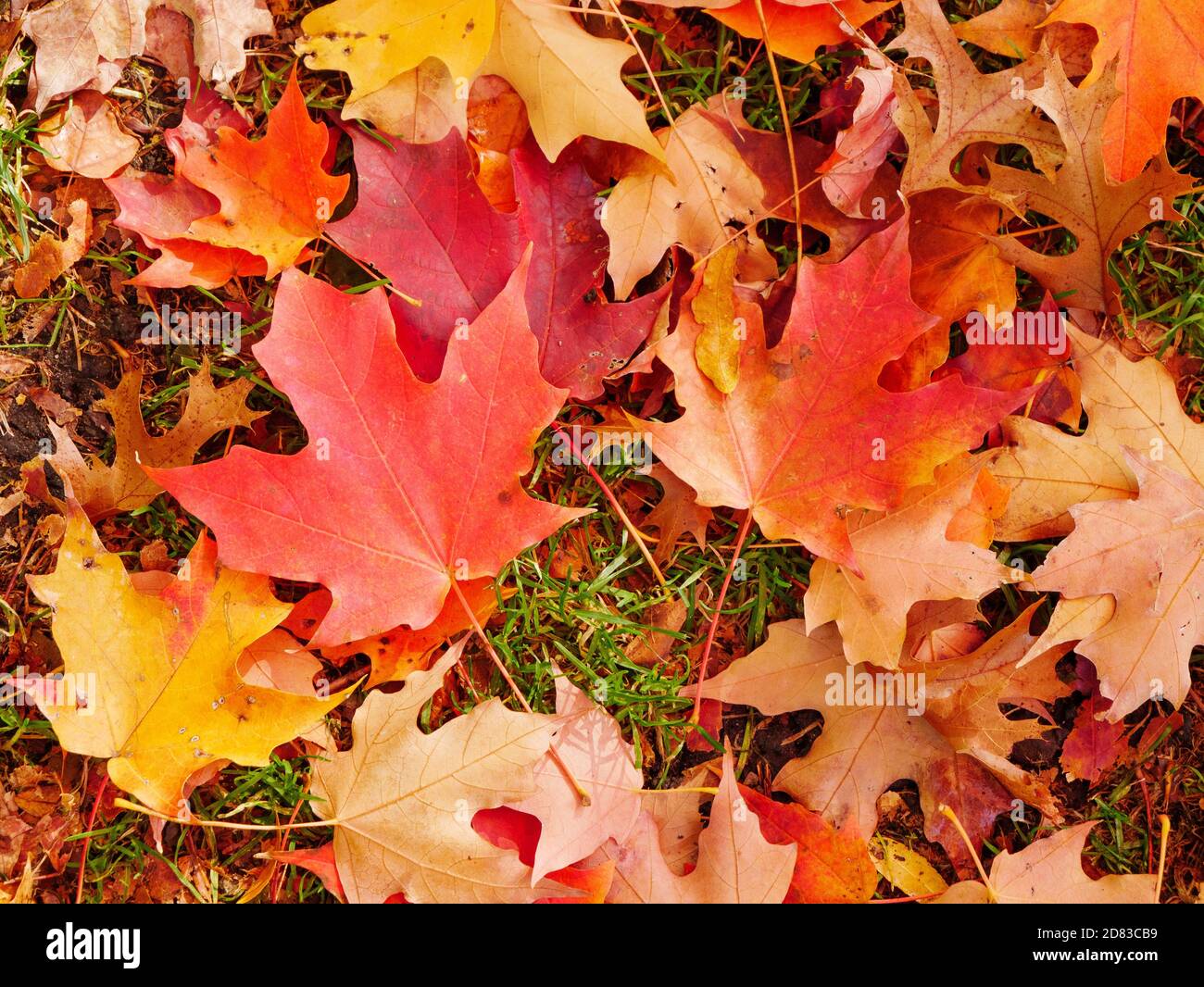 Herbst Ahornblätter auf Gras. Oak Park, Illinois. Stockfoto