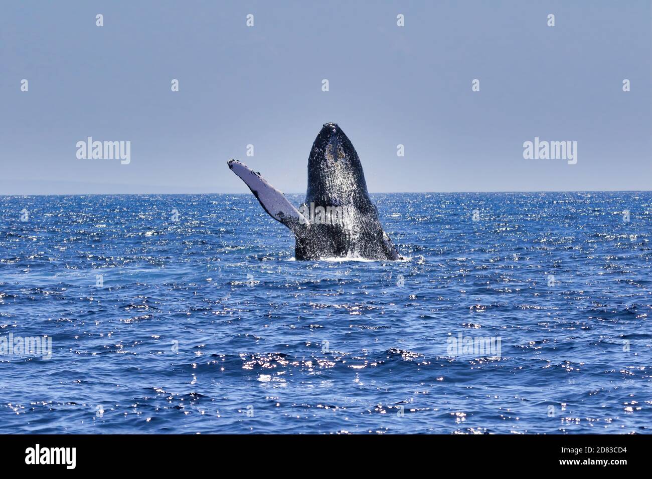 Buckelwal auf maui, der nach hinten durchbreche. Stockfoto