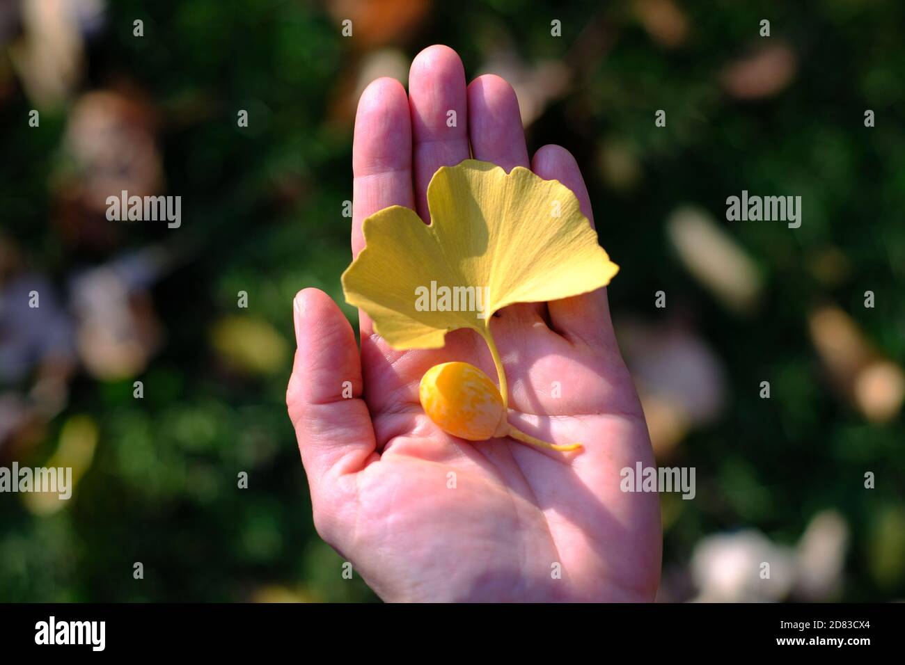 Verrücktes buttergelbes Blatt und Frucht eines Ginko (Ginkgo biloba) Baumes an der Hand einer Person in Ottawa, Ontario, Kanada. Stockfoto