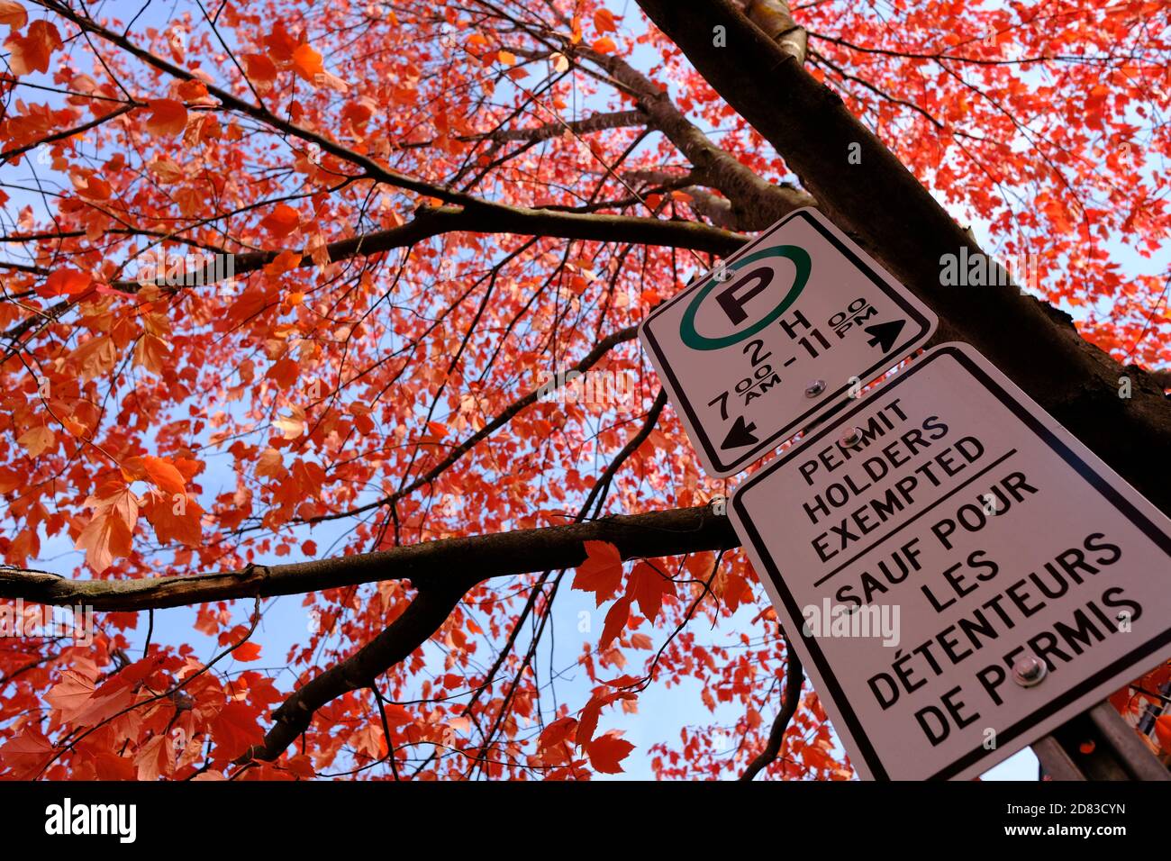 Herbstfärbung in Ottawa, Ontario, Kanada. Parkstraßenschild vor tiefem orangefarbenem Ahornholz. Stockfoto