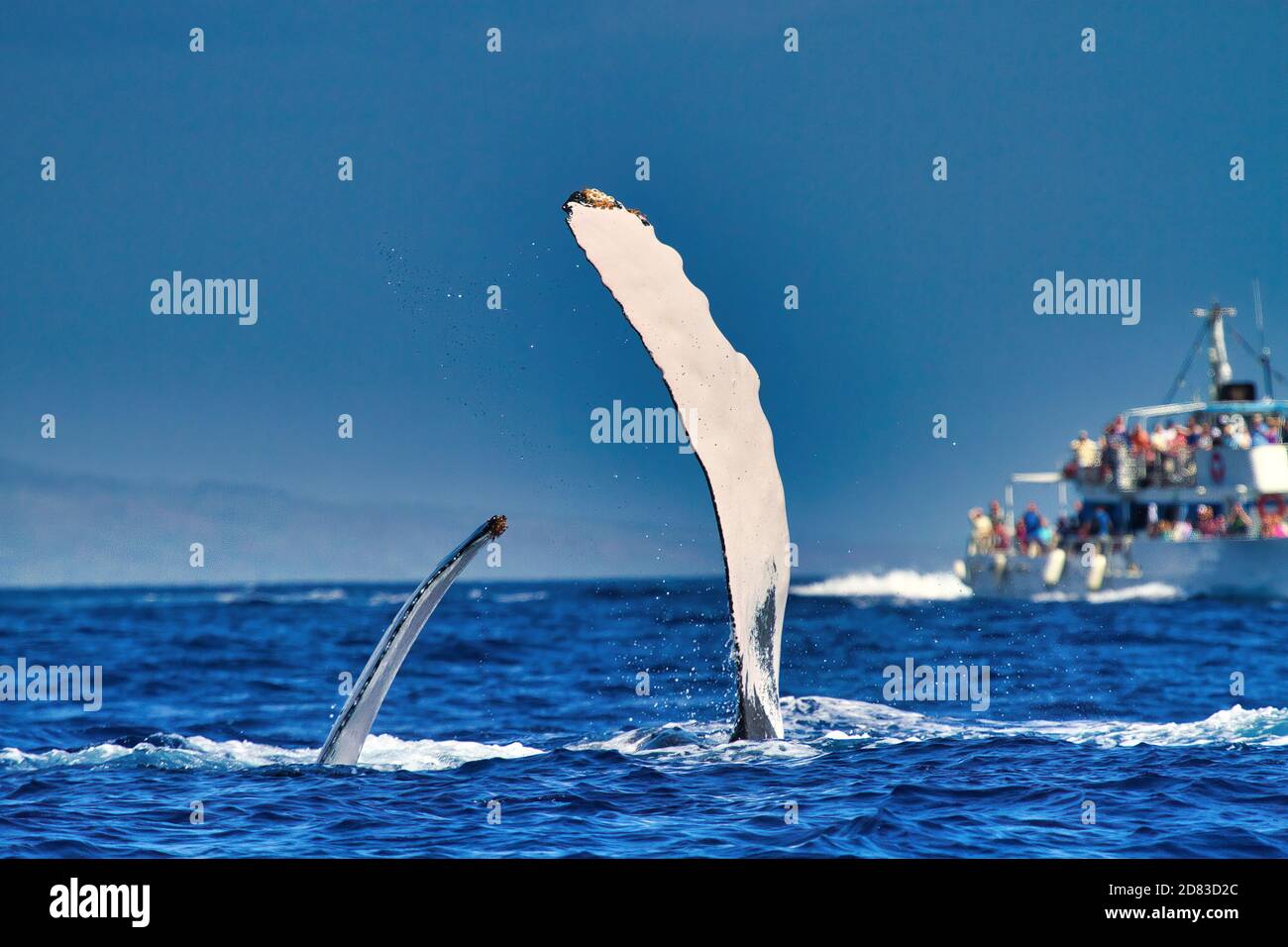 Mutter- und Baby-Buckelwale, die ihre Brustflossen spielerisch auf ein entferntes Wal-Beobachtungsboot ausdehnen. Stockfoto