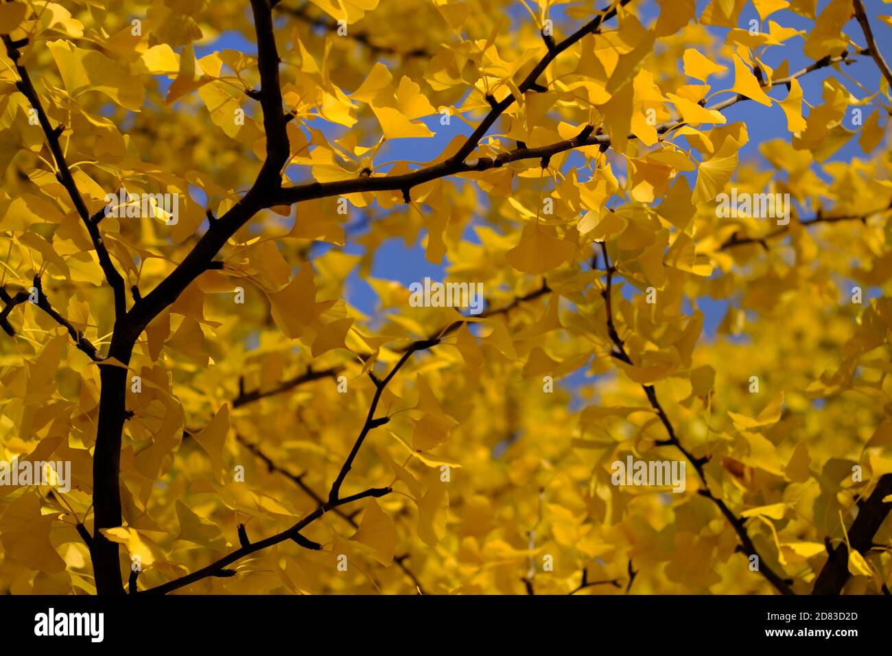 Verrücktes buttergelbes Laub eines großen, reifen Ginko (Ginkgo biloba) Baumes an einem sonnigen Herbst-/Herbsttag in Ottawa, Ontario, Kanada. Stockfoto