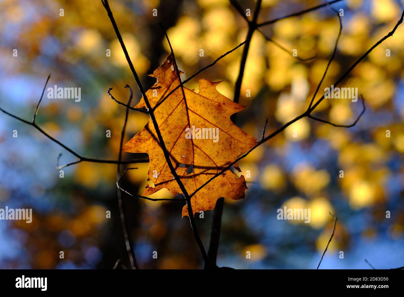 Falled Leaf Trapped - glühend in der späten Nachmittag Herbstsonne auf einem Weg außerhalb von Wakefield, Quebec, Kanada. Stockfoto