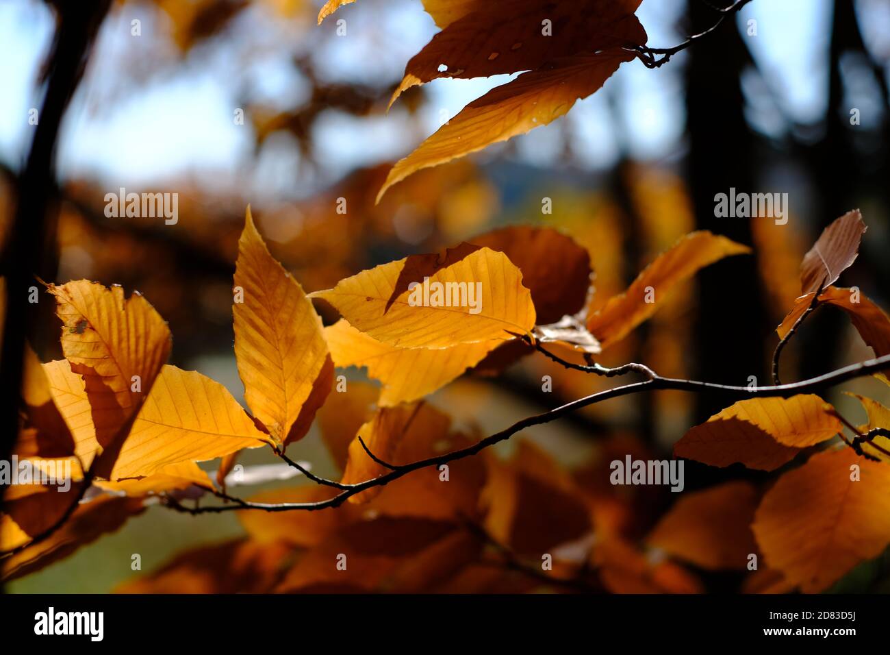 Der Herbst hinterlässt bei der späten Nachmittagssonne auf einem Pfad außerhalb von Wakefield, Quebec, Kanada, leuchtend orange. Stockfoto