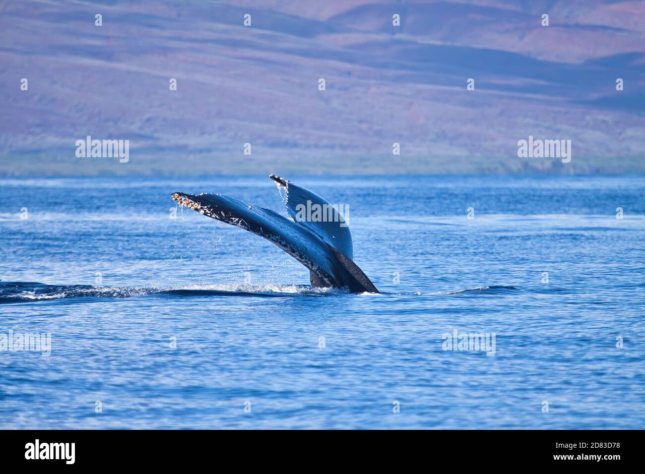 Buckelwal Schwanz ruhig und unauffällig rutscht die Ozeanoberfläche. Stockfoto