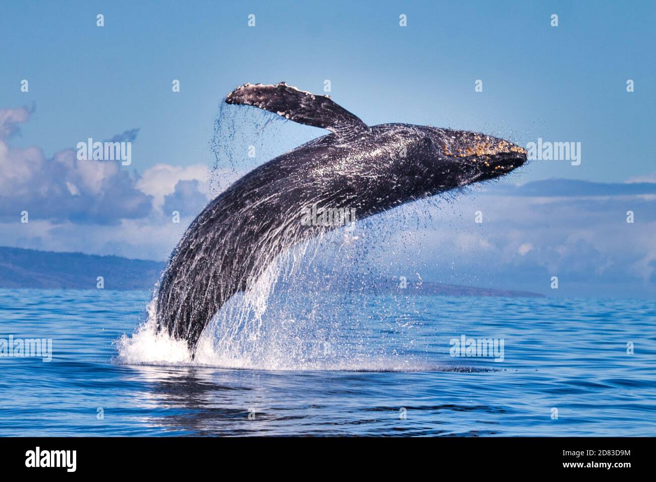 Stellen Sie sich den perfekten Bruch durch einen großen Buckelwal auf Maui vor. Stockfoto