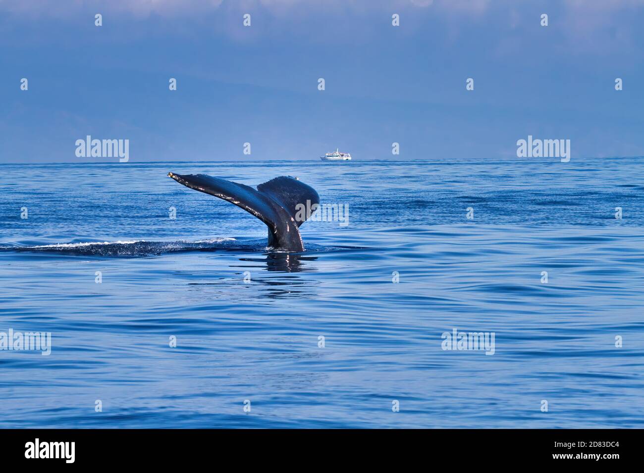 Buckelwal Schwanz über der Oberfläche eines sehr ruhigen Ozeans auf Maui. Stockfoto