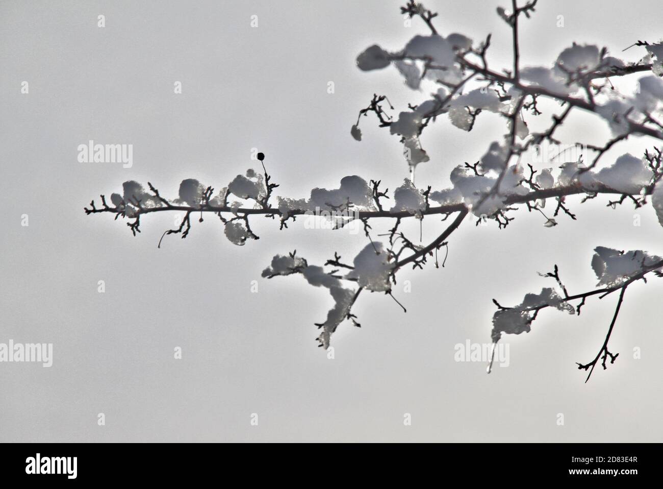 Eis und Schnee bedecken einen Baumzweig in Ontario, Kanada. Stockfoto