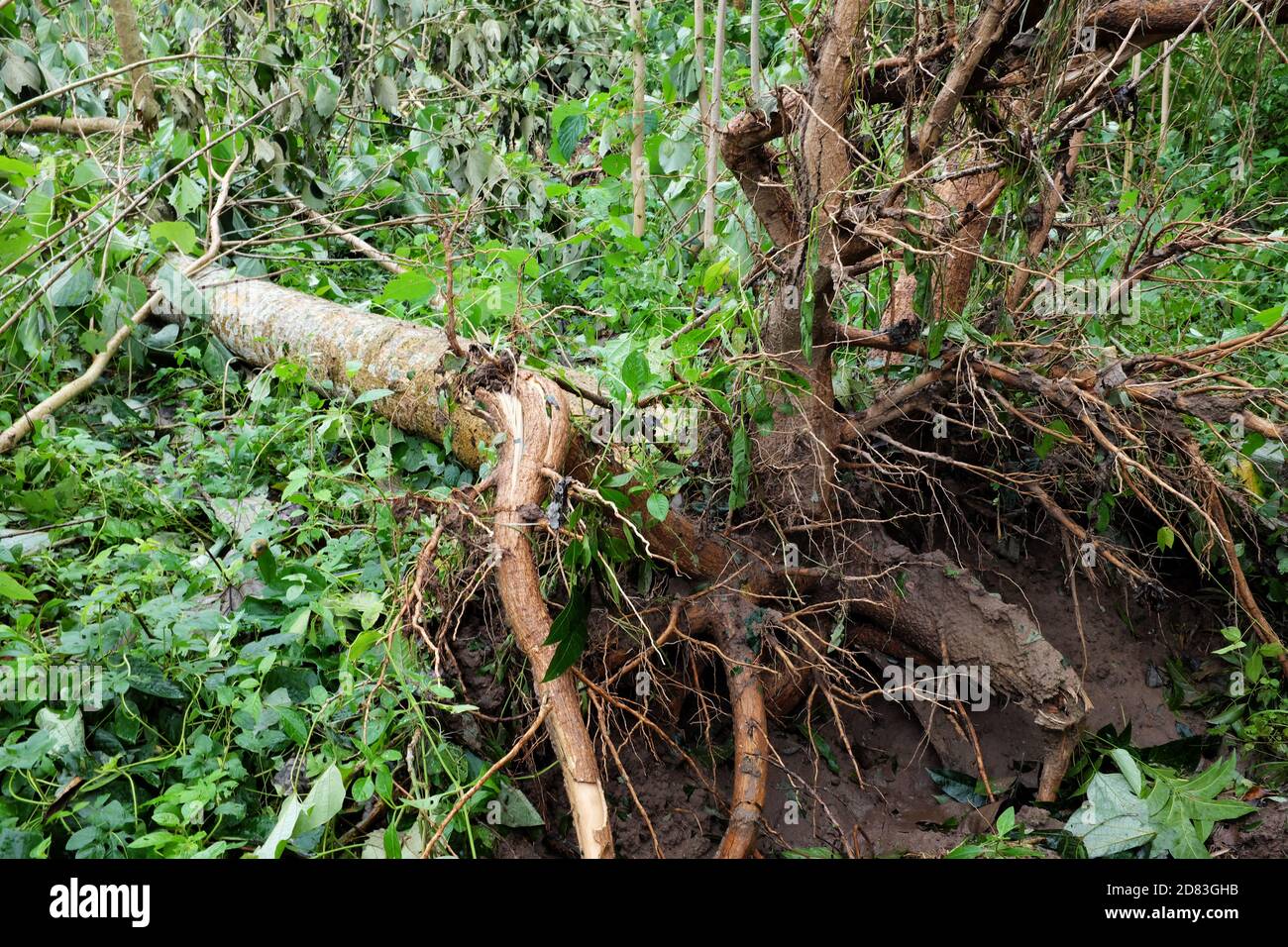 Entwurzelte und umgestürzte Bäume durch Taifun oder Tropensturm Quinta oder Molave Nachwirkungen in Batangas Provinz, Süd-Luzon, Philippinen. Stockfoto