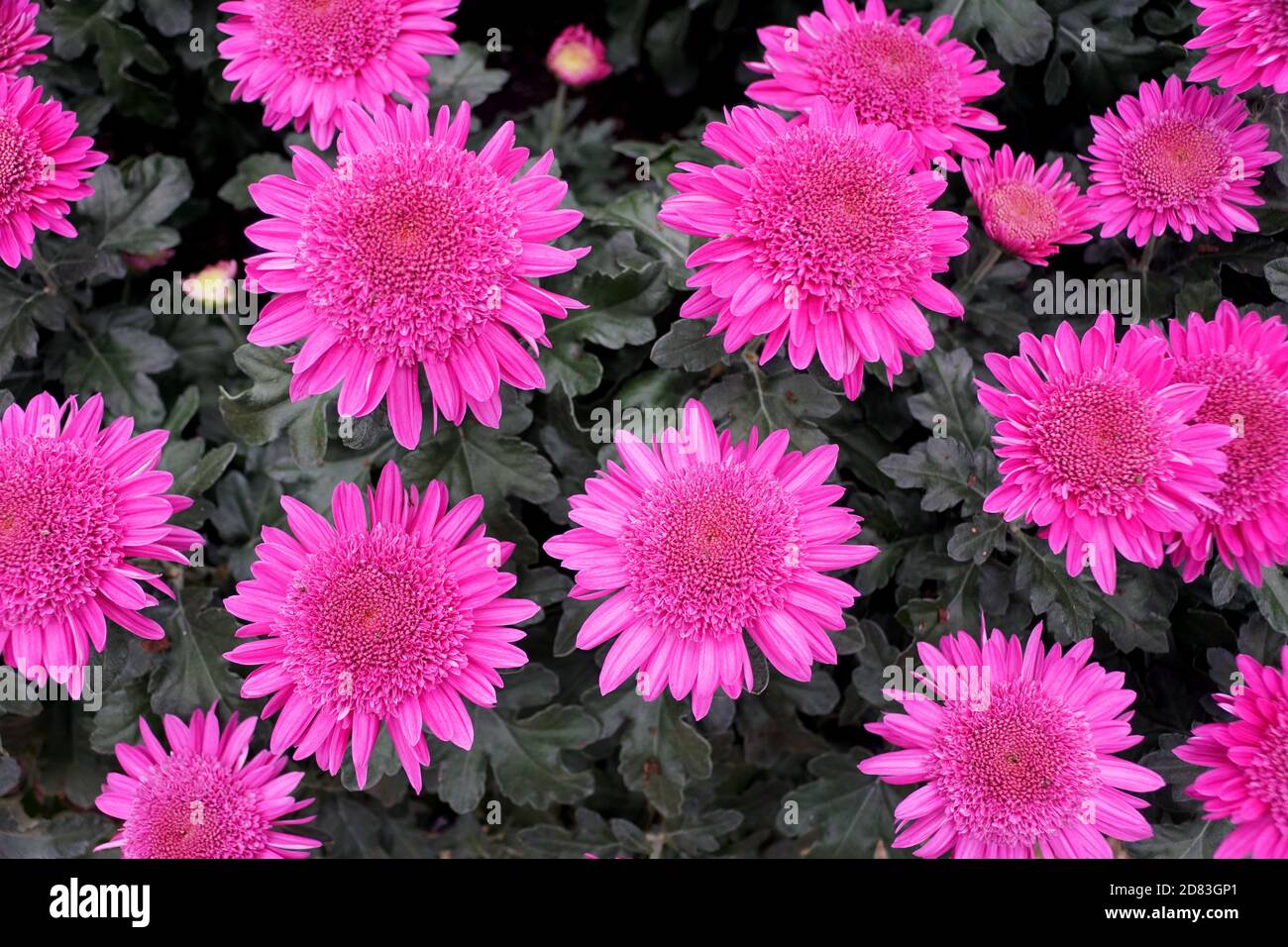 Schöne lila Anemone Mama blüht in voller Blüte Stockfoto
