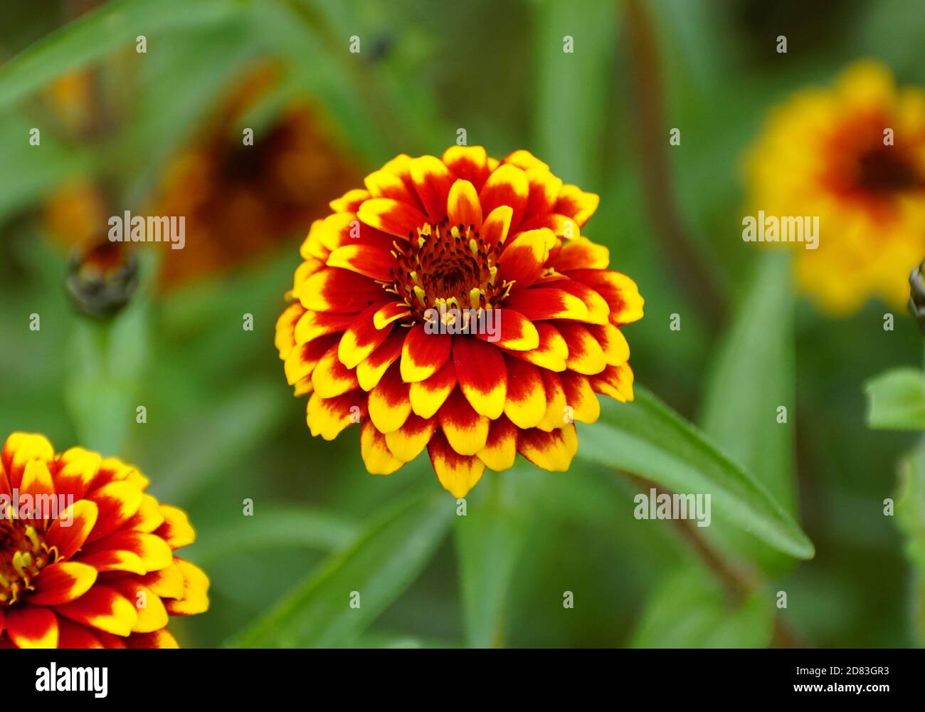 Eine Nahaufnahme einer rot-gelben 'Jazzy Group' zinnia Blume Stockfoto