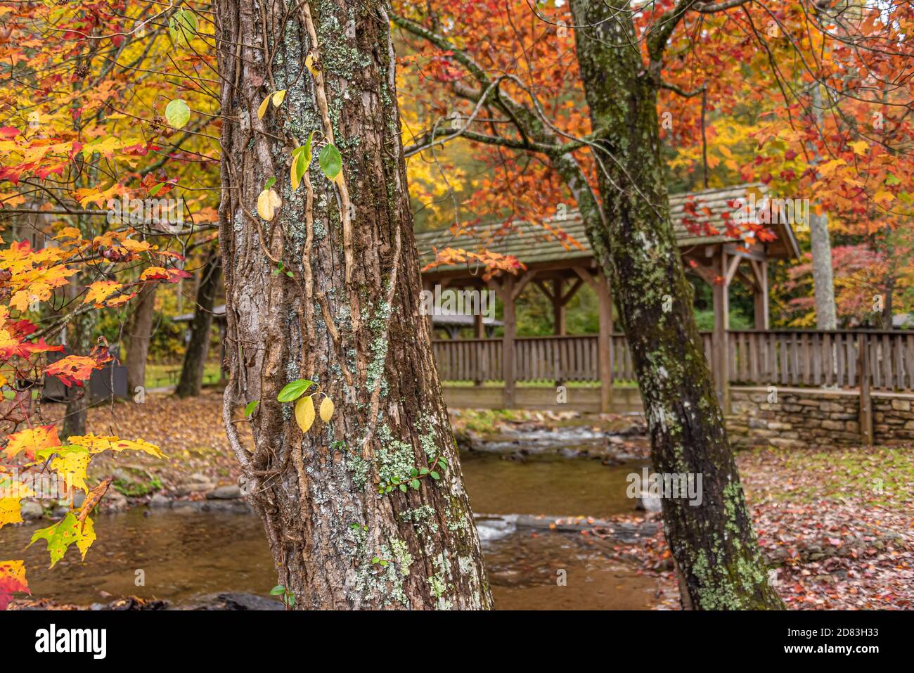 Herbstfarbe im Vogel State Park in den Blue Ridge Mountains bei Blairsville, Georgia. (USA) Stockfoto