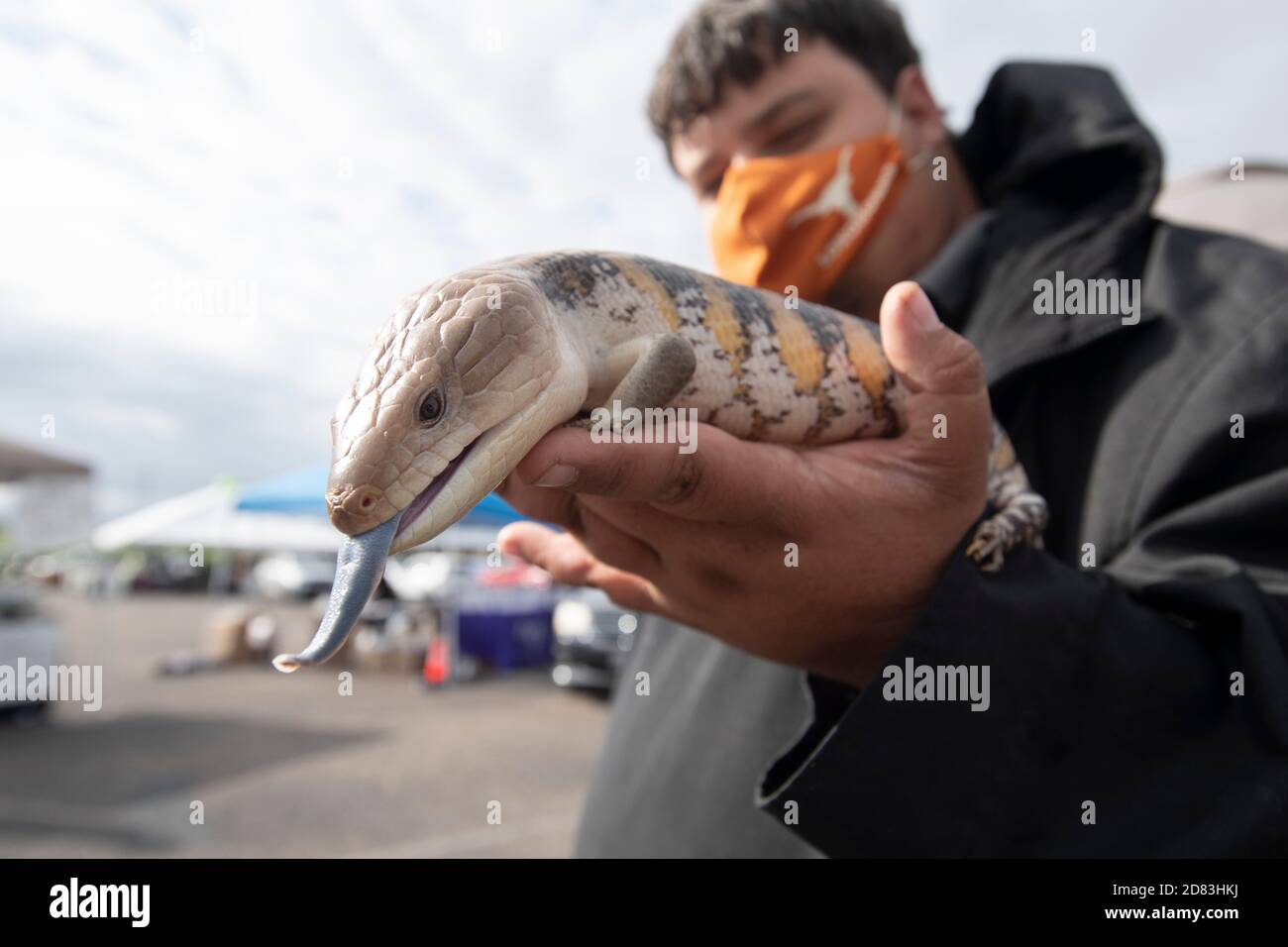 Ein australischer Blauzunge-Skink zeigt seine charakteristische Zunge, während Richard Crowell im Streichelzoo des 15. Jährlichen HopeFest gehalten wird, das als Austin's größte Community-basierte Familienressourcenmesse gilt. Die diesjährige Veranstaltung, gesponsert von Austin Voices, zog Hunderte von Familien und Dutzende von Anbietern in einem sicheren Drive-Through-Format an. Stockfoto