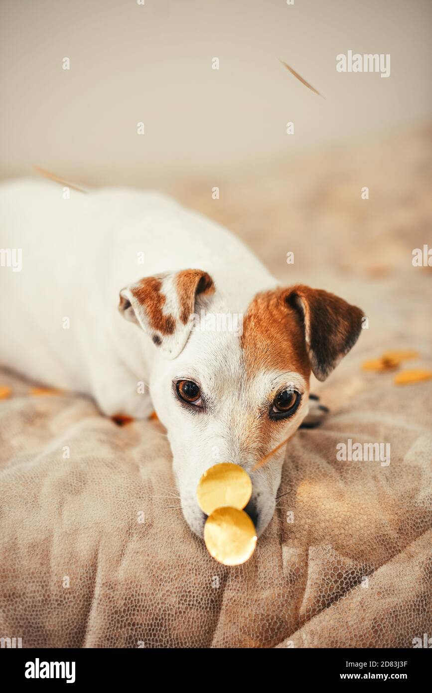 Netter Hund mit goldenem Konfetti auf der Nase. Vorbereitung auf Weihnachten und Neujahr. Stockfoto