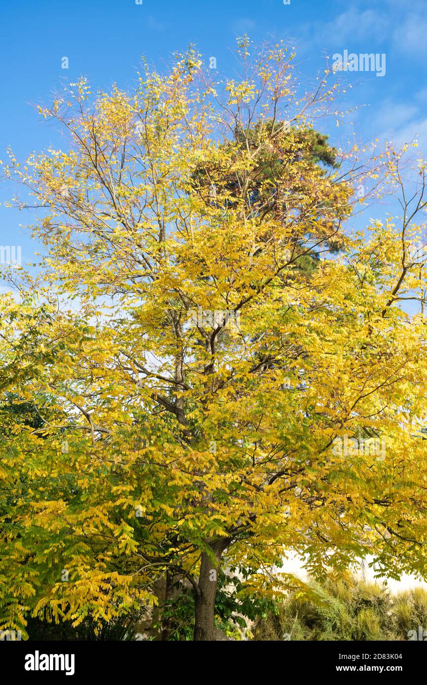 Gymnocladus dioicus. Kentucky Kaffeetree im Herbst in den Oxford Botanic Gardens. Oxfofdshire, England Stockfoto