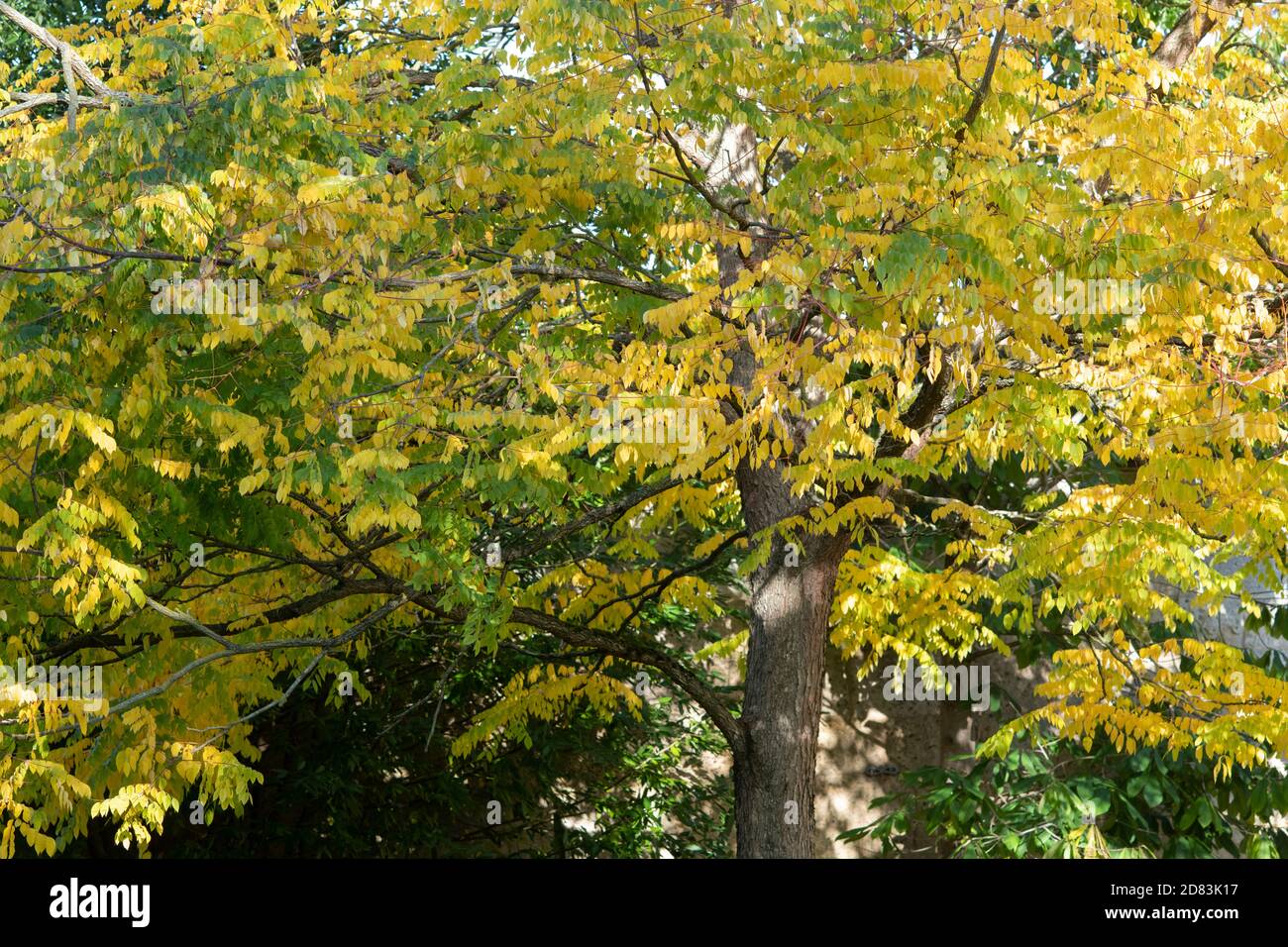 Gymnocladus dioicus. Kentucky Kaffeetree im Herbst in den Oxford Botanic Gardens. Oxfofdshire, England Stockfoto